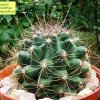 Ferocactus _hamatacanthus _ssp.hamatacanthus (yellow spined form) 06